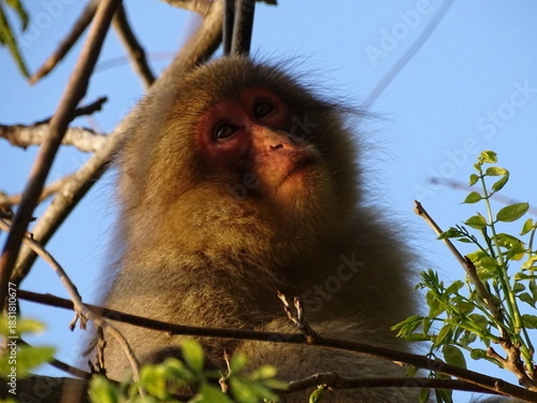 Obraz 夕暮れの白神山地のニホンザル
