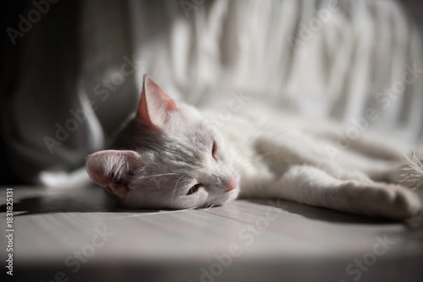 Fototapeta 昼寝をする白い猫