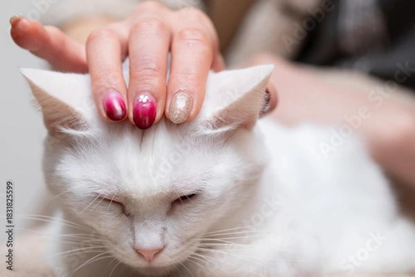 Fototapeta 白い猫を撫でるネイルの美しい女性の手