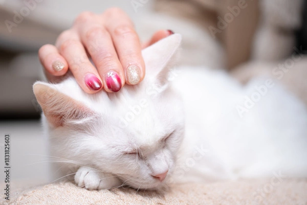 Fototapeta 白い猫を撫でるネイルの美しい女性の手