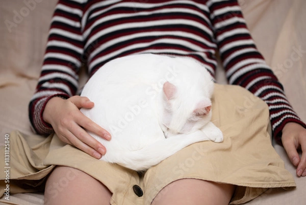 Fototapeta 女の子の膝の上で寛ぐ猫
