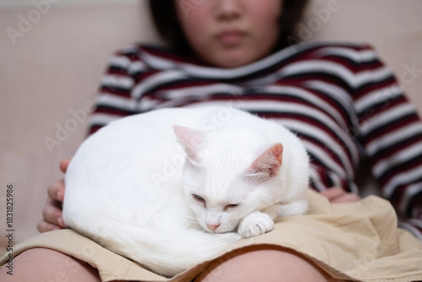Fototapeta 女の子の膝の上で寛ぐ猫