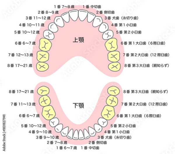 Obraz 永久歯の名称と生える時期