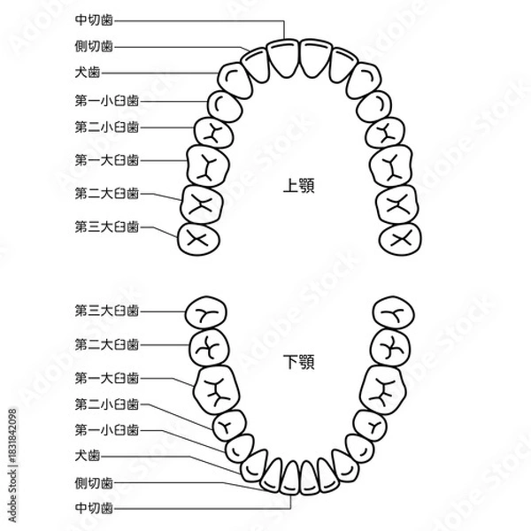 Obraz 歯の名称　歯列