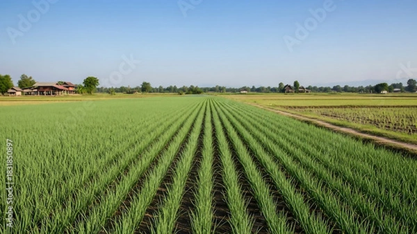 Obraz rice field in thailand, Young green onion plants grow in neat rows on fertile farm soil. Agricultural field stretches towards horizon under clear sky. Healthy crop cultivation on rural land.