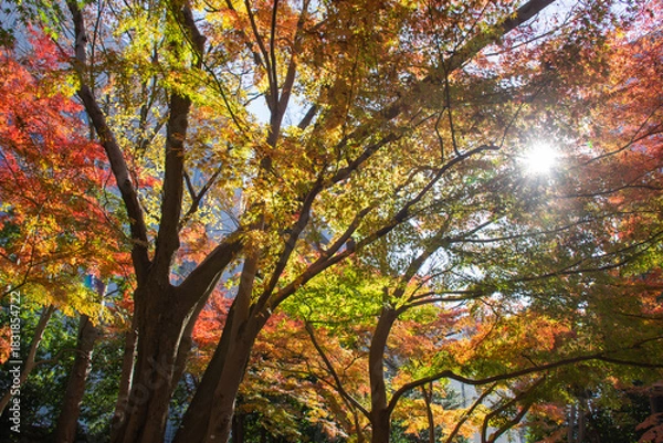 Obraz 小石川後楽園の紅葉