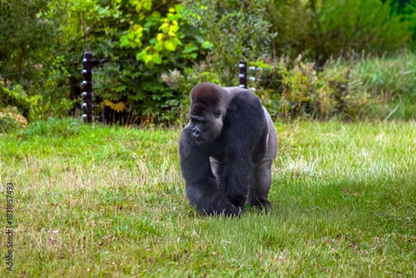 Fototapeta Large male gorilla roaming the garden at the zoo
