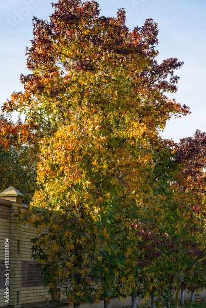 Obraz Tall tree Liquidambar styraciflua, commonly called American sweetgum (Amber tree) with vibrant autumn foliage in shades of red, orange, yellow, and green