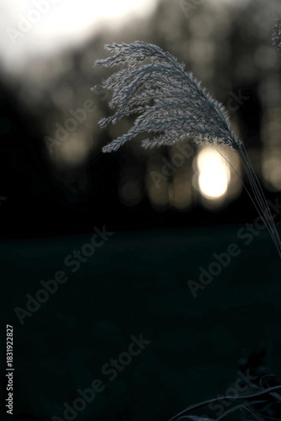 Obraz 明け方のススキの穂