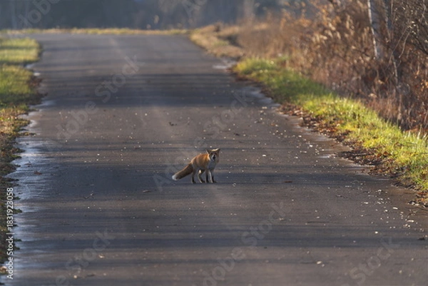Obraz 鳴いてるキタキツネ