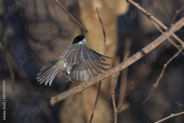 Obraz 飛んだコガラ