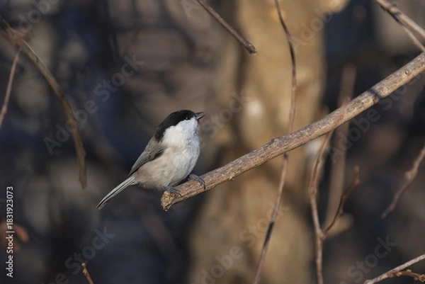 Obraz 枝に止まったコガラ