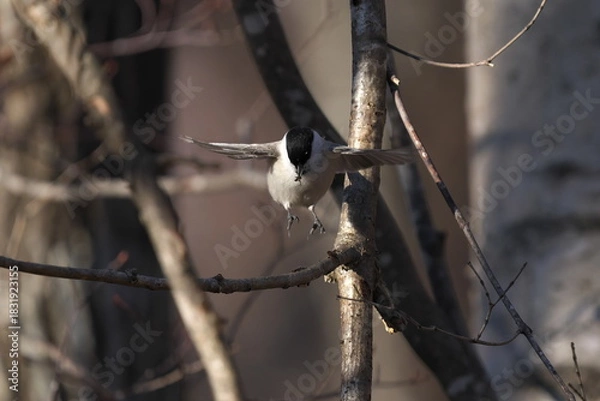 Obraz コガラ
飛ぶ
小鳥
日本
北海道, 鳥, 自然, 野生生物, 動物, くちばし, 白, 羽, 鳥の, 鳥類学, 森, 冬