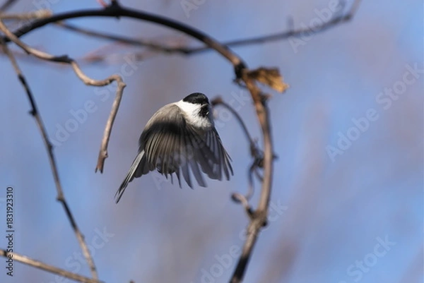 Obraz 飛んだコガラ