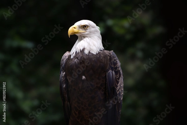 Obraz Bald eagle perched in sunlight