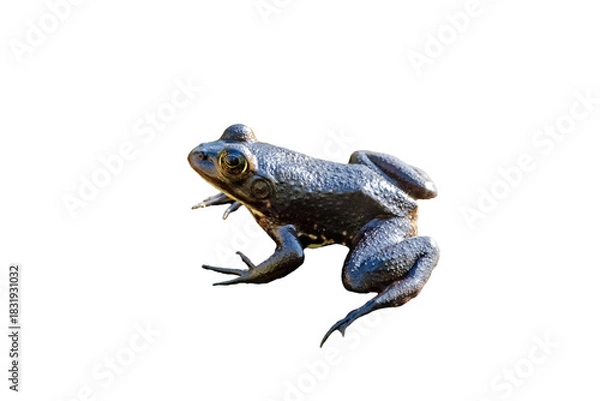 Fototapeta A bullfrog—likely the American bullfrog (Lithobates catesbeianus) according to identification on iNaturalist. In Corkscrew, Florida. Transparent PNG clipped from my original photo. Real photo asset.