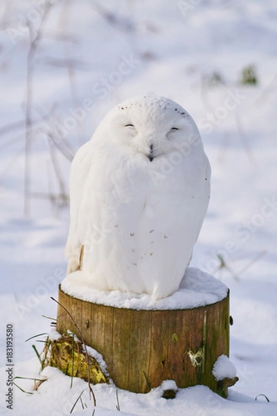 Obraz 冬のシロフクロウ