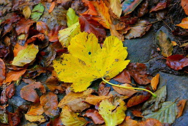 Obraz Fallen autumn leaves on ground