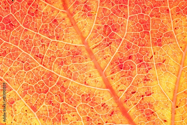 Obraz Backlit Yellow Leaf Showing Vein Structure in Detail