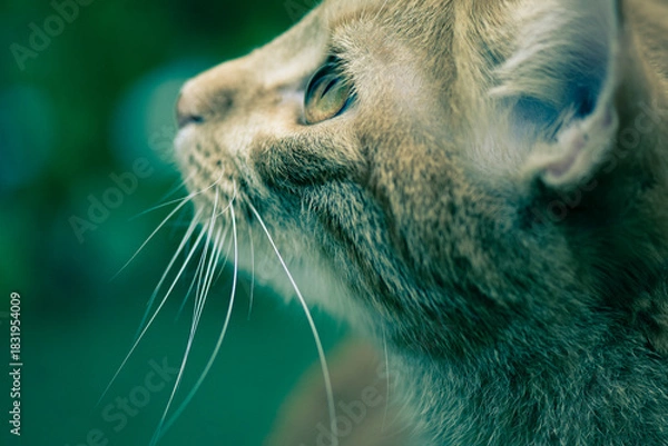 Fototapeta Close up portrait of a cat