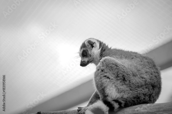 Fototapeta Monochrome portrait of a lemur at the zoo