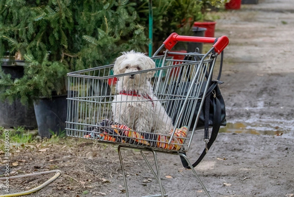 Fototapeta dog inside shopping trolley cart