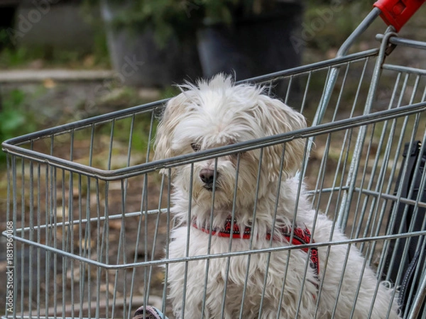 Fototapeta dog inside shopping trolley cart