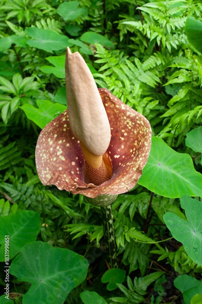 Fototapeta Blooming Amorphophallus paeoniifolius or Elephant Foot Yam in wild forest. Tall exotic flower with camouflage stem and wrinkled spathe. Stinky corpse flower relative in green tropical garden.