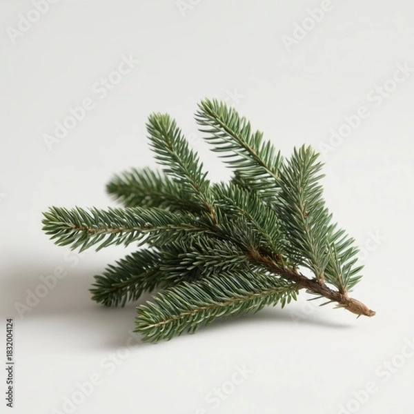 Fototapeta Minimal Pine Branch Isolated on Solid Background