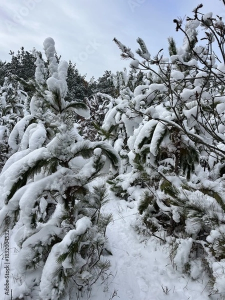 Obraz snow covered fir branches