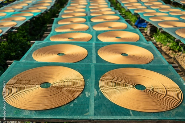 Fototapeta Endless Rows of Traditional Spiral Incense Coils Drying on Green Mesh Racks at Chinese Factory