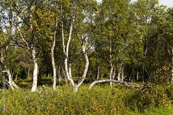 Obraz Birch grove green foliage in warm summer sunlight. 