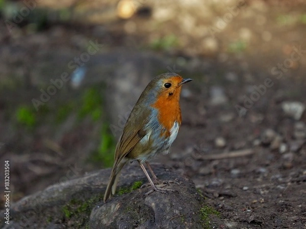 Fototapeta Robin