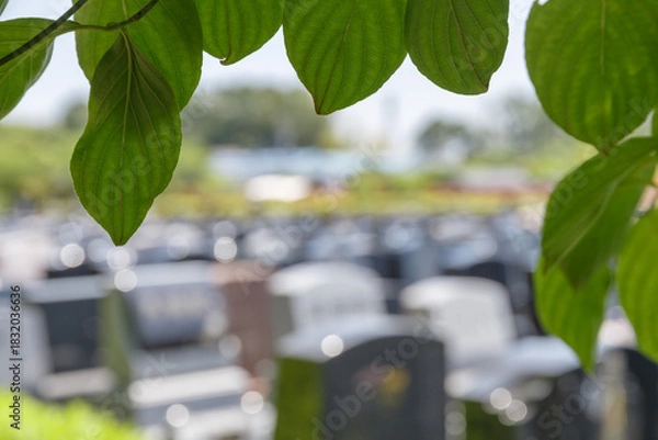 Fototapeta 樹木の葉っぱごしに眺めるたくさんのボケた墓石のイメージ