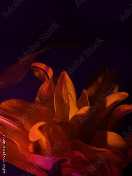 Obraz orange lily flower