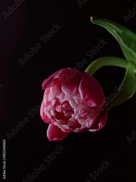 Obraz pink rose on black background