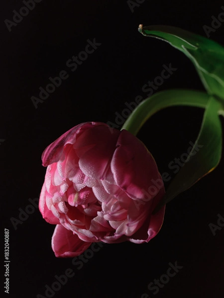 Obraz flower on the black background 