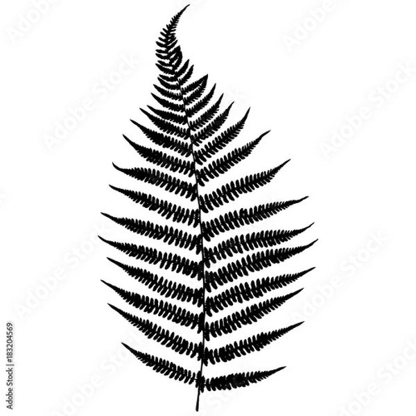 Obraz Forest Fern. Czarna izolowana sylwetka na białym tle. Ilustracja wektorowa.