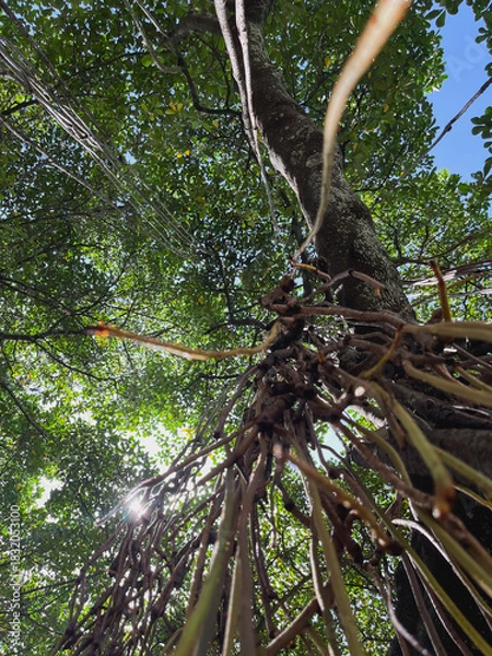 Fototapeta Abstract Low-Angle View of Tree Roots and Dense Foliage Against Sun Flare and Blue Sky