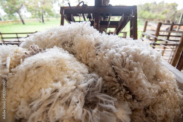 Obraz Merino Sheep Wool from Australia
