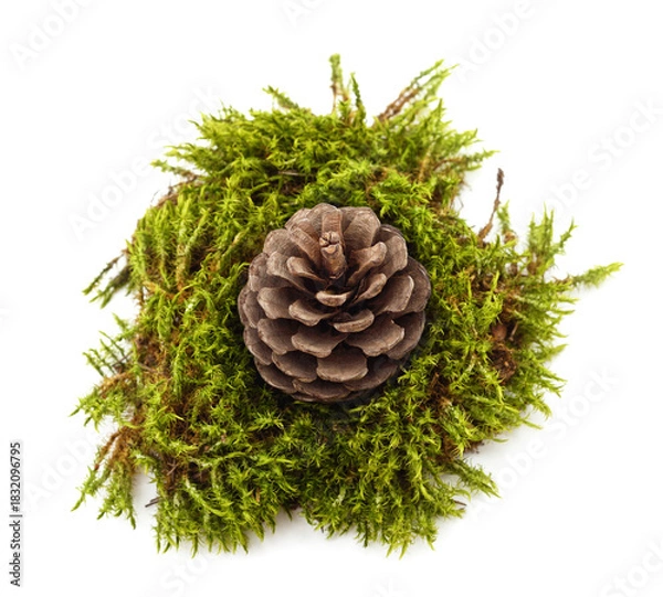 Fototapeta Pine cone on green moss cushion.