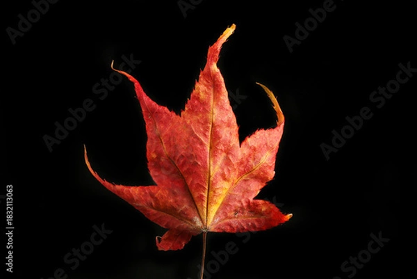 Obraz Autumn acer leaf