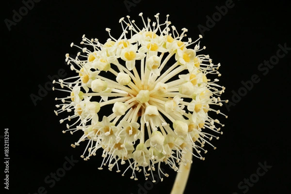 Obraz Fatsia flowers closeup