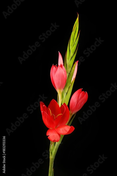 Obraz Kaffir lily against black