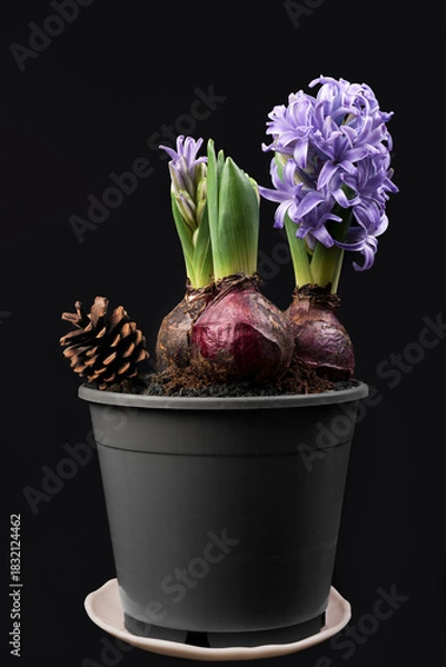 Obraz Jacinthes en pot sur fond noir
