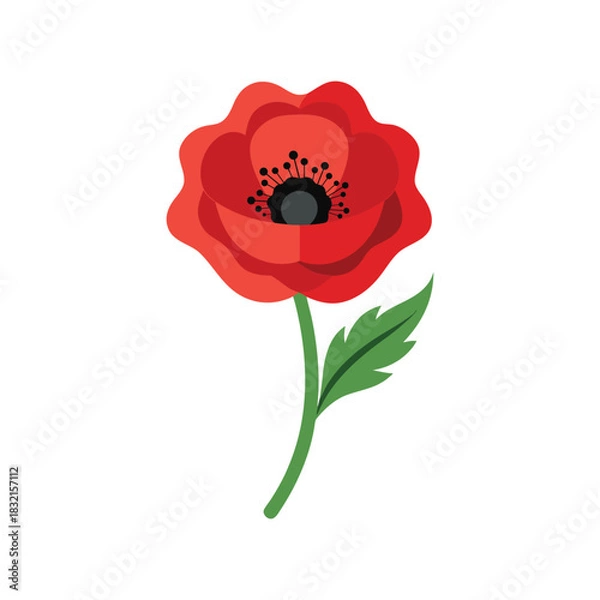 Fototapeta A poppy flower vector art illustration