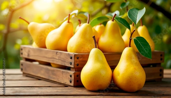 Obraz Ripe, juicy yellow pears in a wooden crate on a wooden table against a sunny garden backdrop. Healthy eating concept.