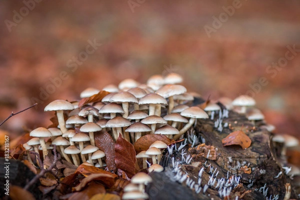 Obraz Pilze im Herbstlaub