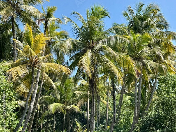 Obraz coconut palm trees