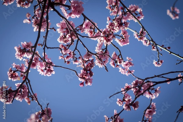 Obraz Cherry Blossom with blue sky